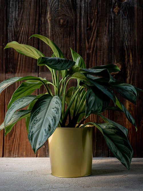 Houseplants That Survive in Complete Darkness for Long Durations