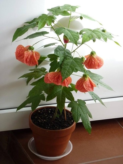 Chinese Lantern Plant That Grow Best From Division