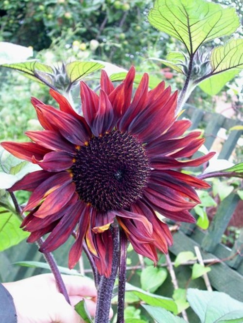 Claret Sunflowers Best Purple Sunflowers