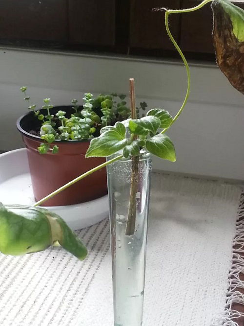 Climbers That Can Grow in Just Water 3