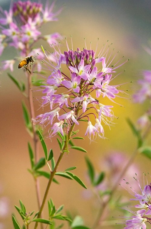 Rocky Mountain Bee Plant 4 Petal Flowers 