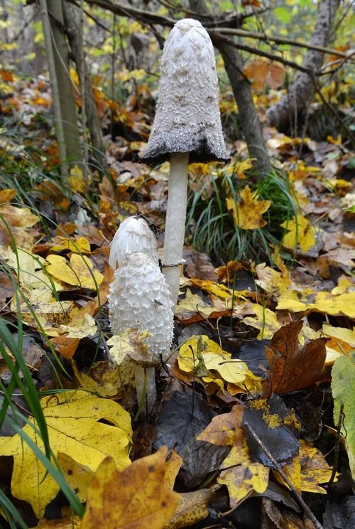 Mushrooms that Grow on Trees5