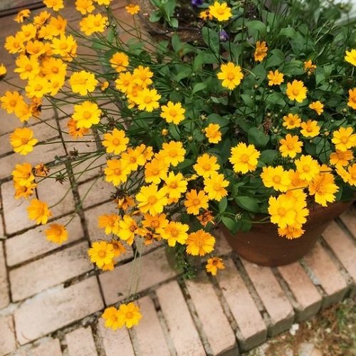 Symbolic Meaning of Coreopsis1