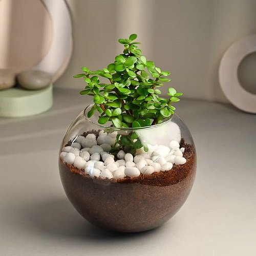 Glass containers for indoor plant growth 3