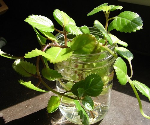 Climbers That Can Grow in Just Water 1