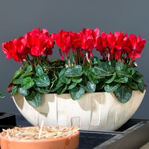 Requirements for Growing Cyclamen flower