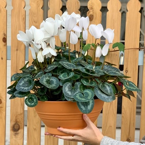 Choosing a Container for Cyclamen