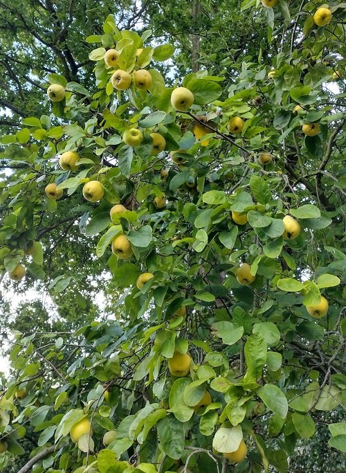 Fruit Trees in North Carolina 1