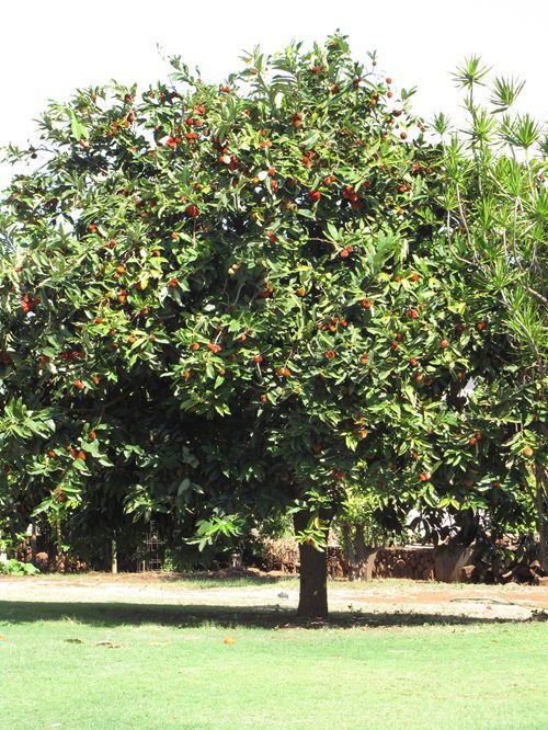 Persimmon Fruit Trees that Grow in Ohio