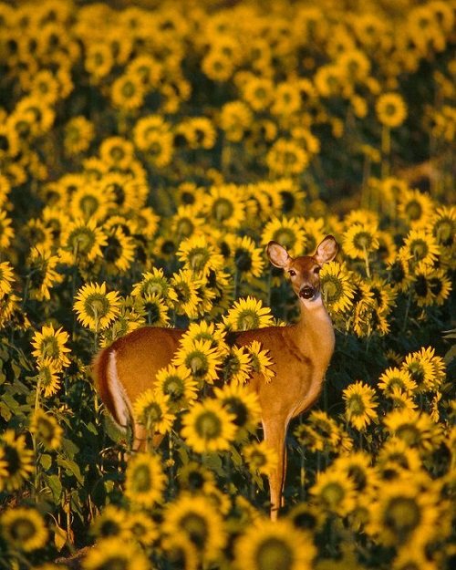 Deer Damage on Sunflowers