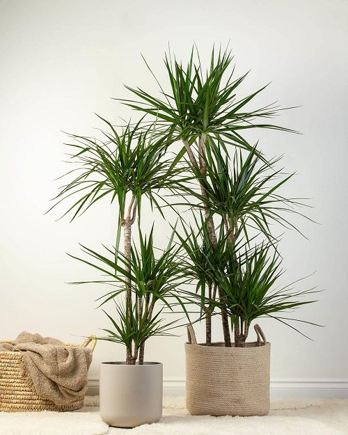 Indoor Plants that Look Like Palm Trees