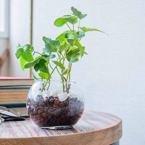 Glass container gardening: Indoor Plants to Grow 2