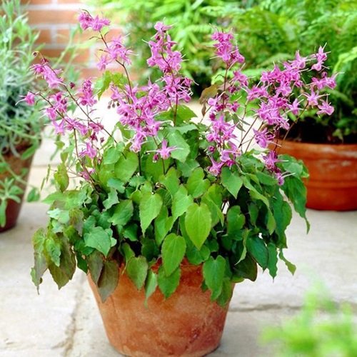 Barrenwort flower pot