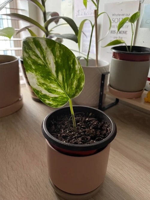 Pothos Indoor Plants that Grow from Just One Leaf