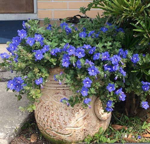 Blue Daze Bushes With Blue Flowers in container