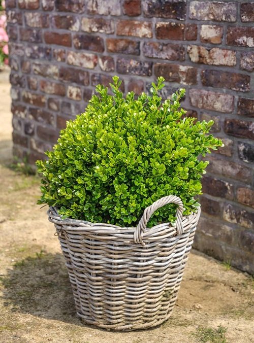Boxwoods for basket Containers 