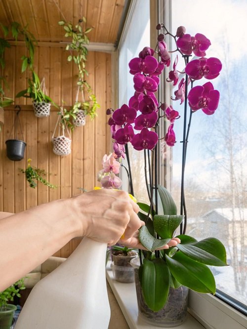 Tips for Prolong and Long Lasting Orchid Flowers indoor