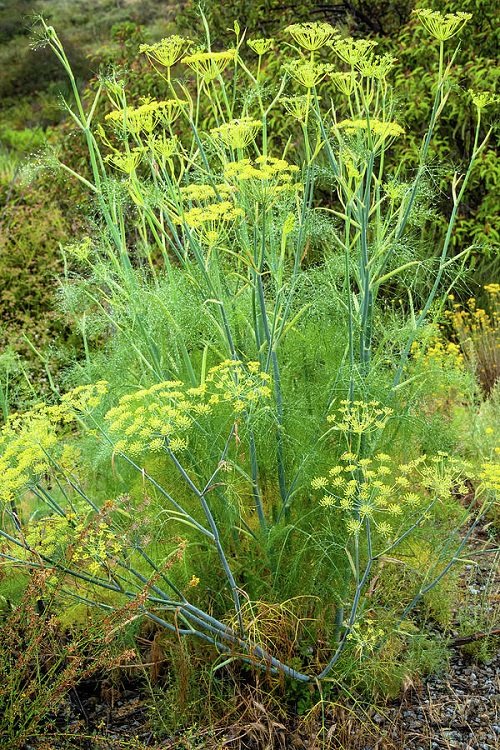 fennel  Herbs that Reseed and Keep Growing
