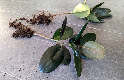 Rubber Plant That Grow Best From Division