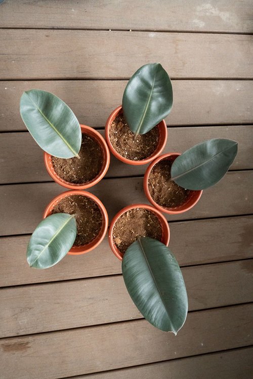 Rubber Tree Grow from one leaf
