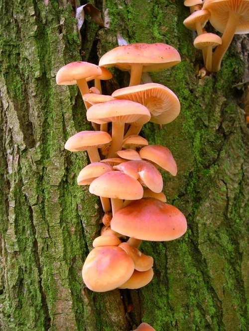 Edible Mushrooms Spreading on Trees 2