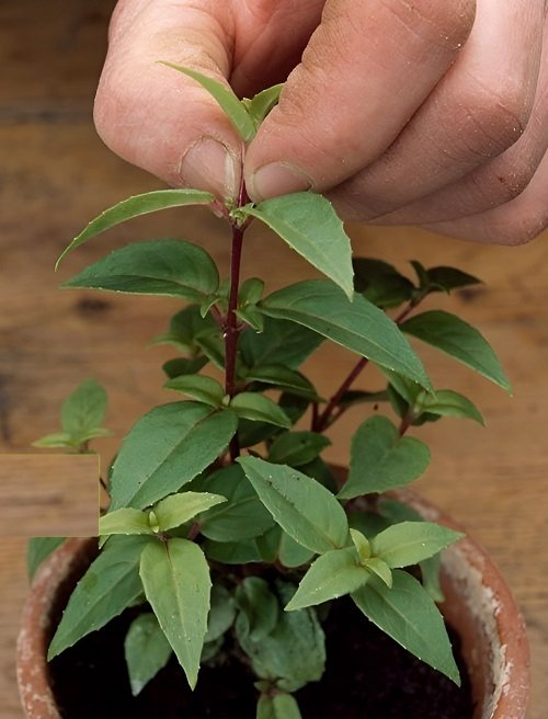 fuchsia Plants Benefiting from Pinching