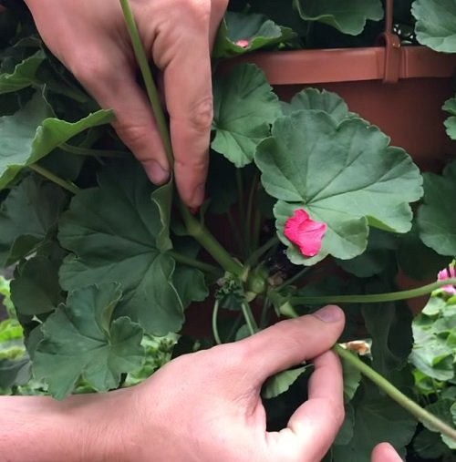 Geraniums Plants Benefiting from Pinching