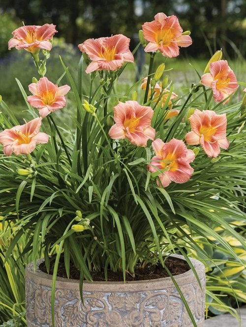 daylillies That Grow Best From Division