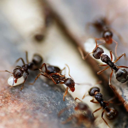 Does Baking Soda Kill Ants 2