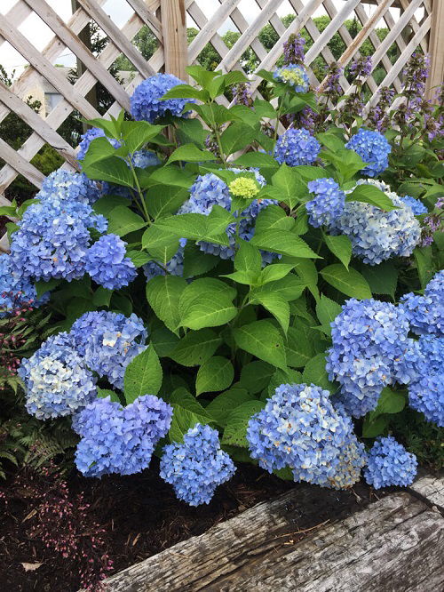 How And When To Deadhead Hydrangeas