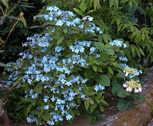 Mountain Hydrangeas Bushes With Blue Flowers 