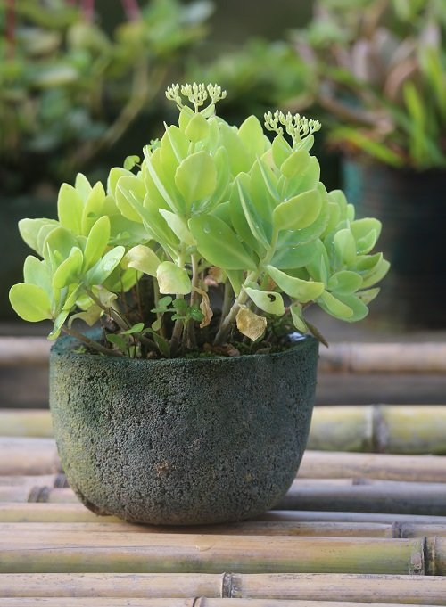 Beautiful Korean Succulents in stone pot