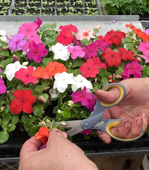 Impatiens Plants Benefiting from Pinching