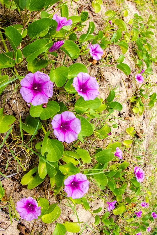 Beach Morning Glory That Grow in Sand