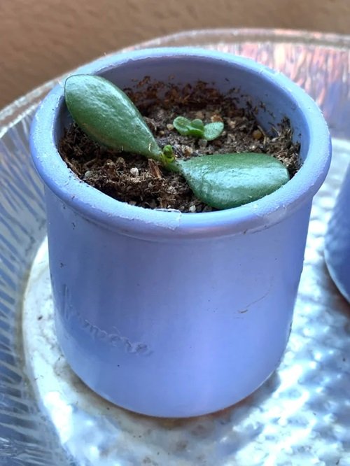 Jade Plant leaf propagation in pot