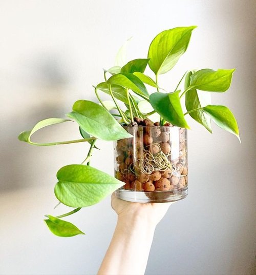 Lightweight Expanded Clay Aggregate Ways to Grow Houseplants Without Soil