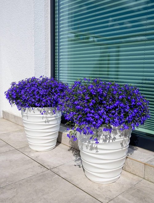 15 Best Bushes With Blue Flowers | Balcony Garden Web