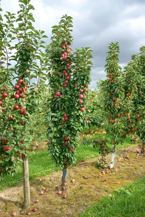 Apple Fruit Trees that Grow in Ohio