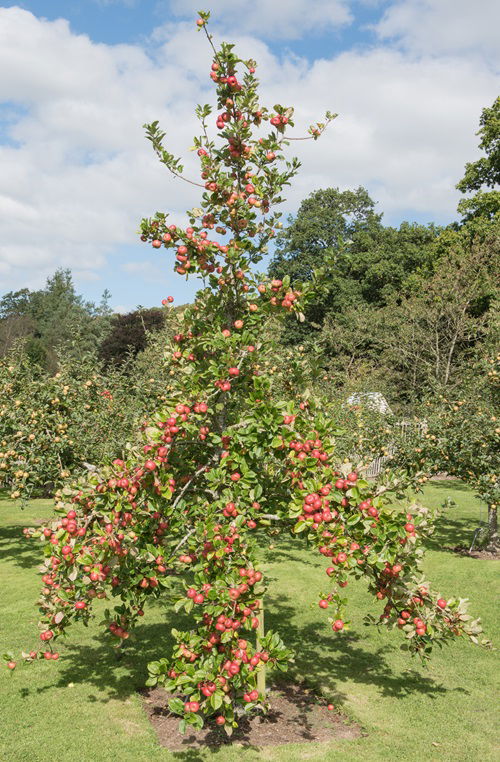 CrabappleFruit Trees that Grow in Ohio