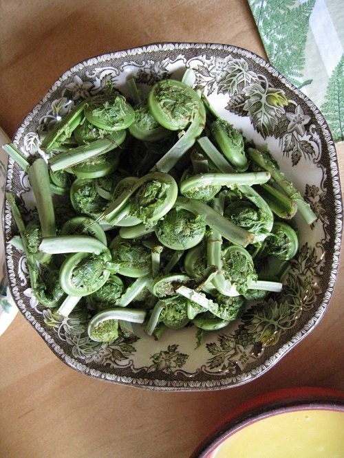 Best Edible Ferns in kitchen 
