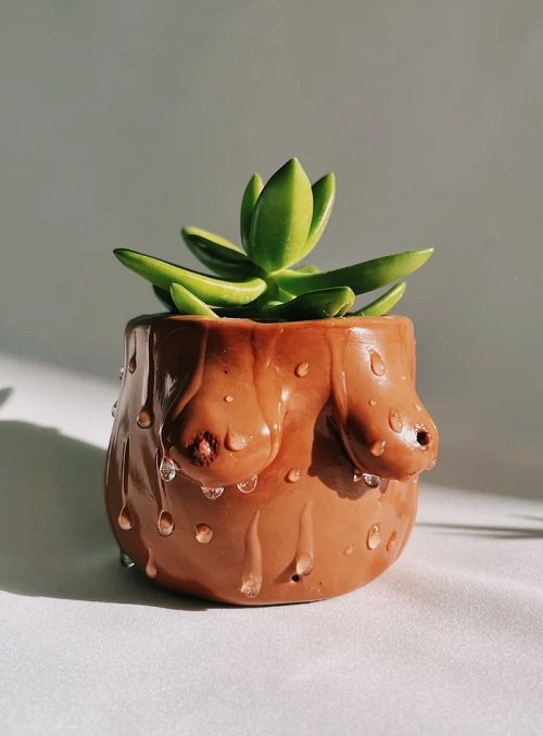 Mini Succulents in boobies Pots Are the Cutest Thing