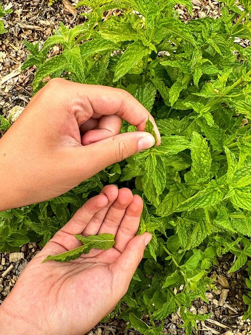 Mint Plants Benefiting from Pinching
