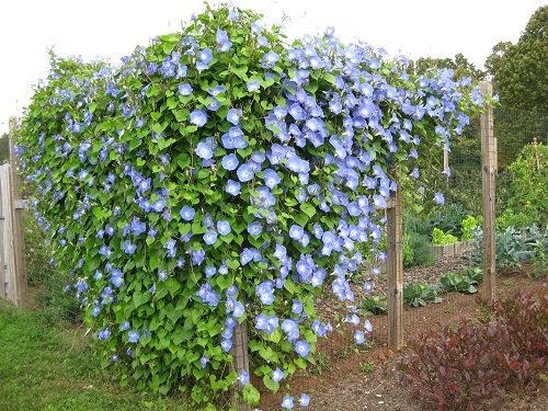 Chicken Wire and Wood Trellis for morning glory trellis