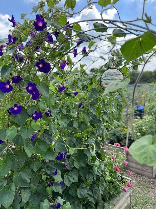 Metal Arch Trellis for morning glory
