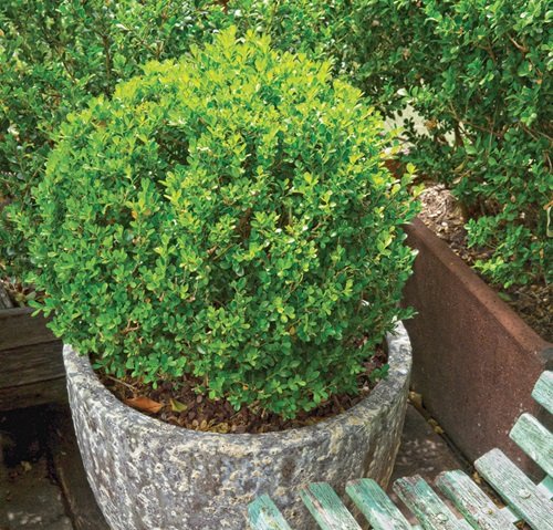 Morris Midget potted plant near garden chair 