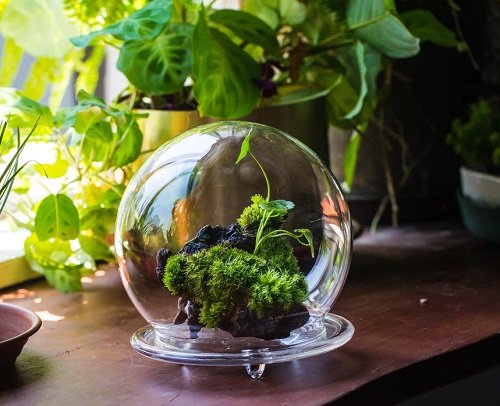 Glass Container Plants You Can Grow Indoors 2