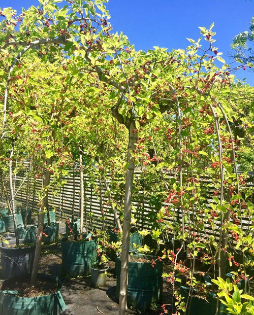 Mulberry Fruit Trees that Grow in Ohio