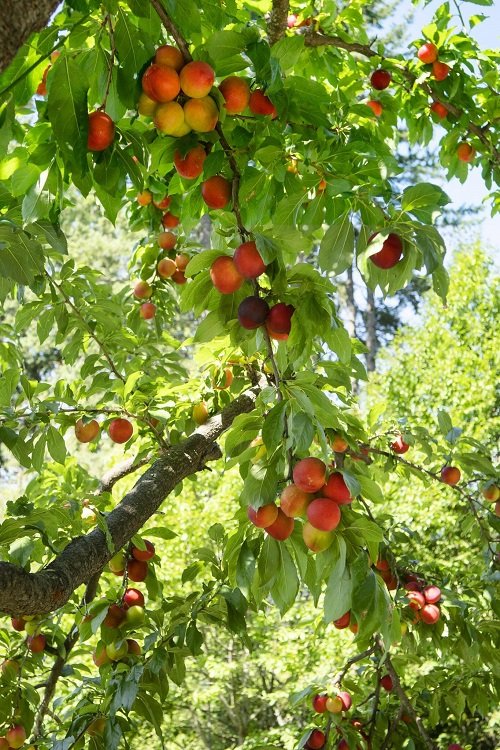 NC-Growing Fruit Trees 1