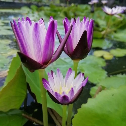 Black Lotus Meaning 3