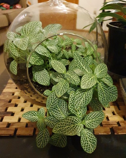 Glass containers for indoor plant growth 2
